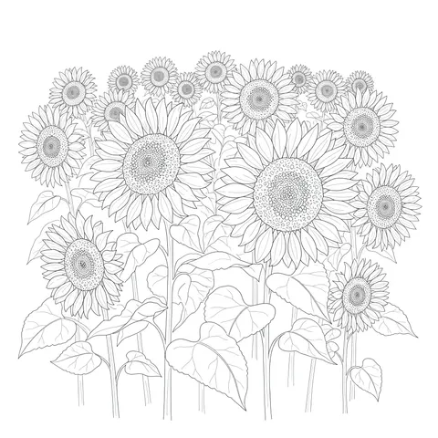 Sunny Sunflower Field Coloring Page
